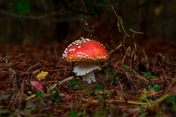 Red Mushroom