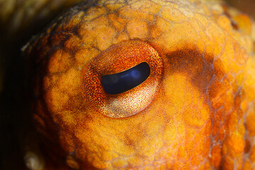 Close-up octopus eye (Octopus vulgaris Cuvier, 1797) Gallipoli, Canakkale Turkey.	