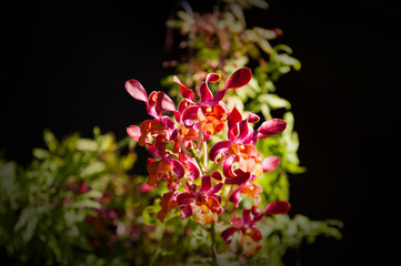 Colorful orchids flowers in Vietnam