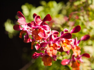 Fototapeta na wymiar Colorful orchids flowers in Vietnam
