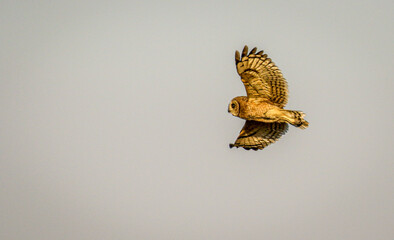Marsh Owl hunting at dusk, Kruger National Park