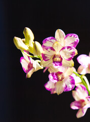 Naklejka na ściany i meble Colorful orchids flowers in Vietnam