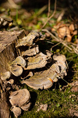 Baumpilze finden sich im Todholz immer wieder