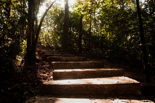 Straight view of staircase in deep jungle with vintage color background. Tralling concept