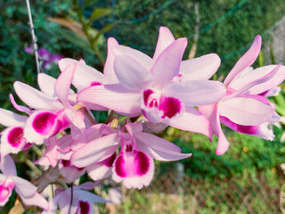 Colorful orchids flowers in Vietnam