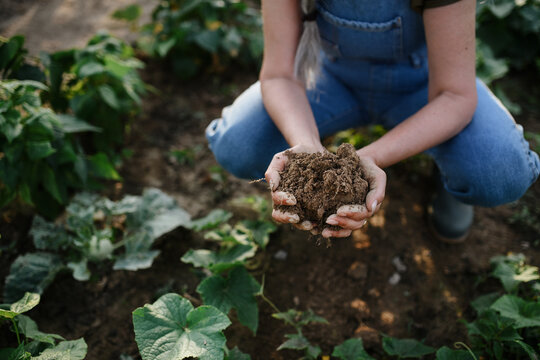 Close Up Of Female Famer Hands Holding Soil Outdoors At Community Farm.