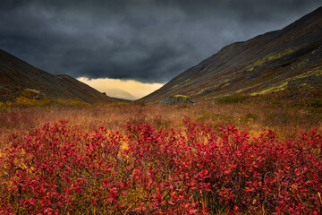 Stormy sky and fog in mountains. Red and yellow autumn northern meadow. Autumn in tundra. Lapland. 