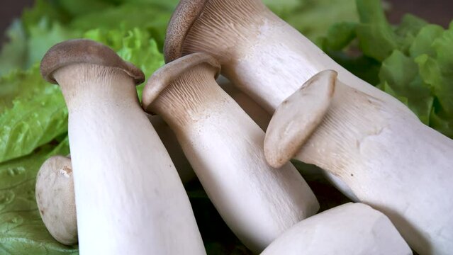 Delicious edible mushrooms. Fresh King Oyster Mushrooms