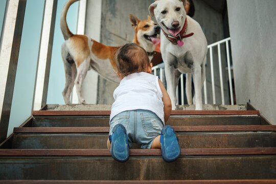 Back view of baby boy on staircase near dogs