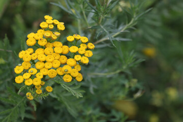 Inflorescence of a tansy plant.