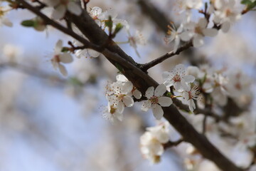Cherry tree flowers
Fleurs de cerisiers