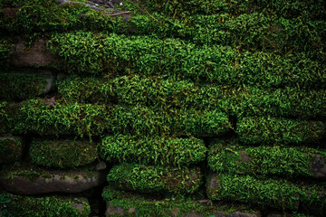 The old stone wall is completely overgrown with moss and other plants. Natural background. Rich green color.