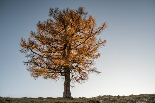 Brown tree on gray field