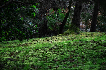 Natural wallpaper. Forest clearing. Nature without man. Green grass.
