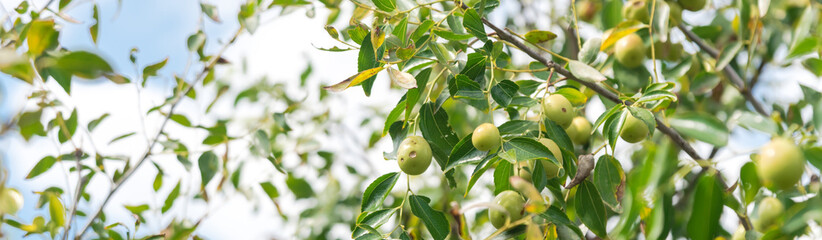 Panorama view green Jujube (or jujuba) on branch under cloud blue sky at fruit tree orchard near...
