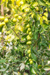 Vigorous Jujube tree with abundant of green fruits on branch at fruit tree orchard near Dallas, Texas, America