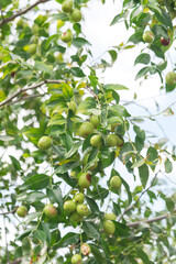 Green Jujube (or jujuba) on branch under cloud blue sky at fruit tree orchard near Dallas, Texas, America