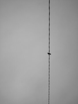 Low angle view of bird perching on wire under sky in grayscale