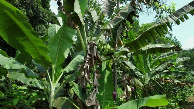 Aerial view in front of a banana tree, in sunny Africa - ascending, drone shot