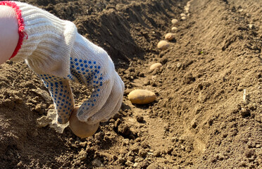 Woman hand planting potato tubers into the ground. Early spring preparations for the garden season. Seed potatoes. Seasonal work.