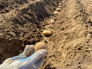 Woman hand planting potato tubers into the ground. Early spring preparations for the garden season. Seed potatoes. Seasonal work.