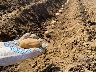 Woman hand planting potato tubers into the ground. Early spring preparations for the garden season. Seed potatoes. Seasonal work.