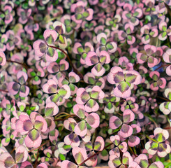 Fototapeta na wymiar three shamrock leaves in a clover patch