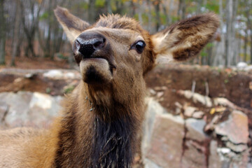 brown deer face with funny expression