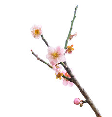 plum blooming flowers isolated on white background