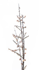 plum blooming flowers isolated on white background