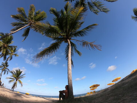 Man sitting under palm tree on seashore