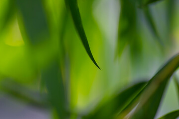 Defocused abstract background of green bamboo leaves, computer background