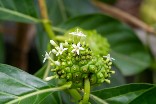 Mengkudu, Noni fruit (Morinda citrifolia) flowers, also called a starvation fruit