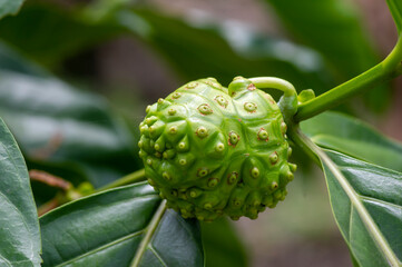 Mengkudu, raw Noni fruit (Morinda citrifolia), also called a starvation fruit