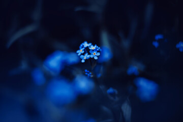 Beautiful little fragrant forget-me-not flowers bloom on a summer night. The beauty of nature....