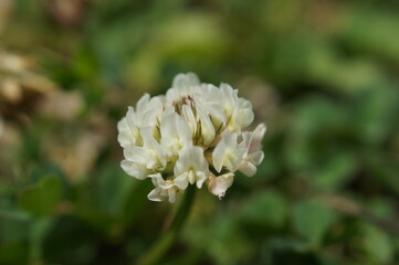 White clover Small flowers Grassland