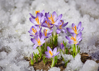 Close up spring crocus flower in the melting snow in the sun