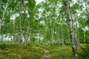 white birch Plateau Woods Nature