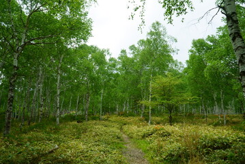 white birch Plateau Woods Nature