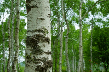 white birch Plateau Woods Nature