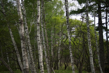 Fototapeta premium white birch Plateau Woods Nature