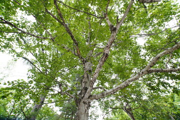 white birch Plateau Woods Nature