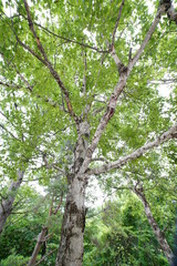 white birch Plateau Woods Nature