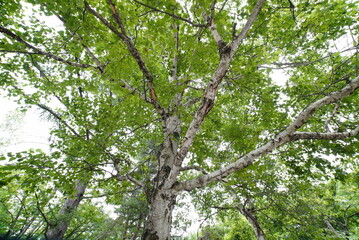 white birch Plateau Woods Nature