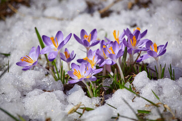 Close up spring crocus flower in the melting snow in the sun