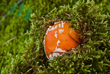 One poisonous fly agaric grows up in the green moss in the forest in Norway in summer.