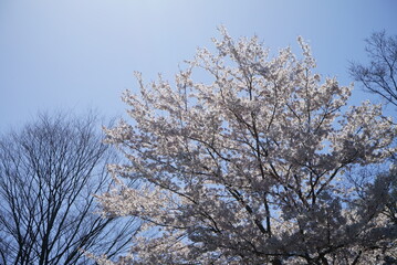 Cherry Blossom Full bloom spring