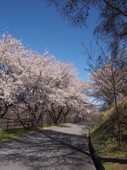 Cherry Blossom Full bloom spring