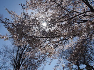 Cherry Blossom Full bloom spring