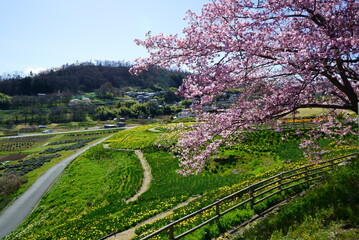 Cherry Blossom Full bloom spring